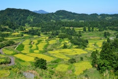 星峠の棚田（十日町市松代地区）