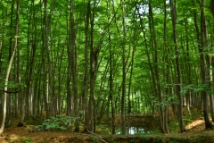 新緑の美人林（十日町市）