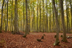 晩秋の美人林（十日町市）