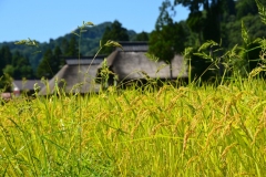荻ノ島かやぶきの里（柏崎市）