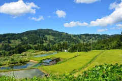 山古志の棚田（長岡市山古志地区）