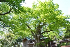 高森の大ケヤキ（新潟市北区）